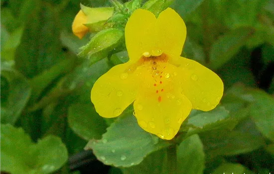 Gelbblühende Gauklerblume