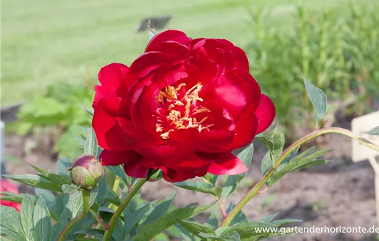 Pfingstrose 'Buckeye Belle'