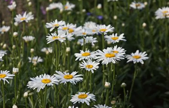 Garten-Margerite 'Alaska'