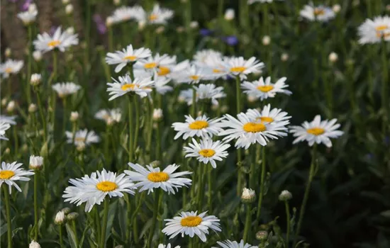 Großblumige Garten-Margerite 'Gruppenstolz'