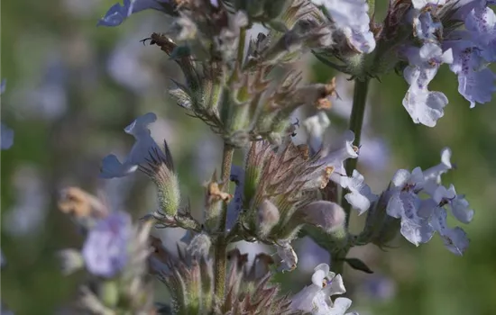 Katzenminze 'Gletschereis'