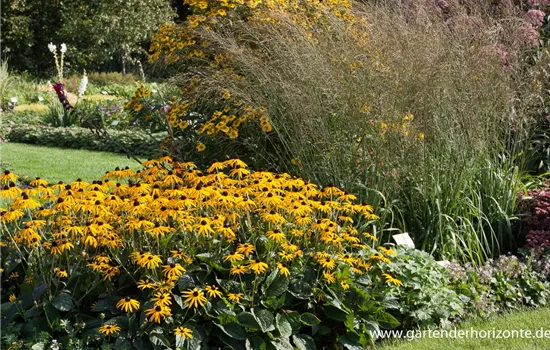 Hohes Garten-Pfeifengras 'Transparent'