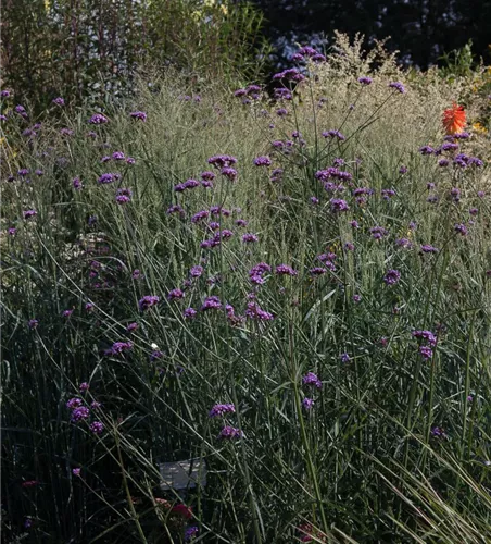 Garten-Ruten-Hirse 'Prairie Sky'