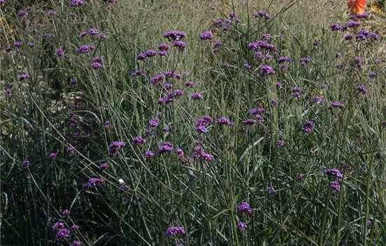 Garten-Ruten-Hirse 'Prairie Sky'