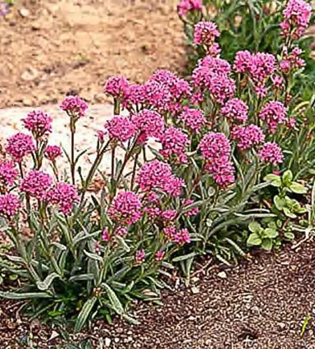 Lychnis alpina