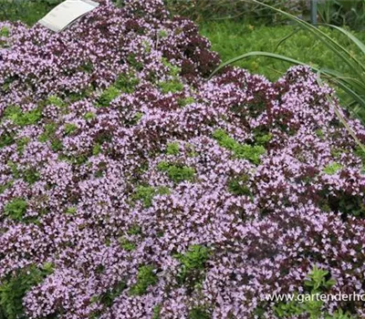 Origanum vulgare 'Compactum'