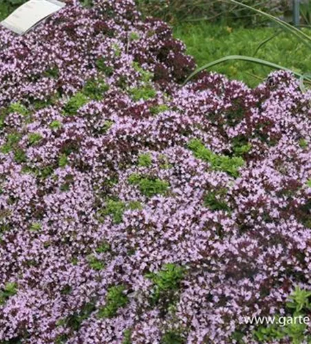 Origanum vulgare 'Compactum'