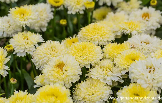 Großblumige Garten-Margerite 'Luna'®