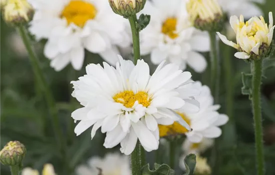 Großblumige Garten-Margerite 'Paladin'®