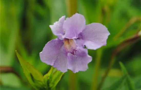 Offene Gauklerblume