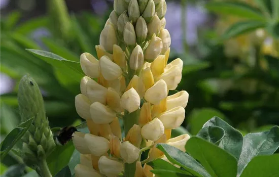 Garten-Lupine 'Camelot Yellow'®