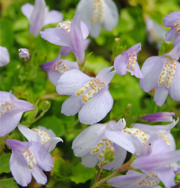 Mazus reptans