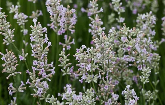 Rosablühender Garten-Lavendel 'Rosea'