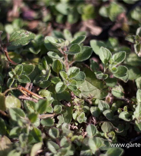 Origanum vulgare ssp.hirtum