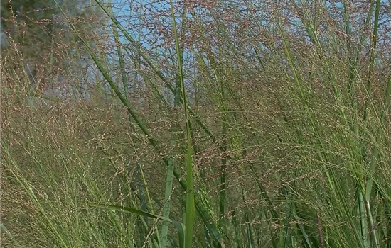 Garten-Ruten-Hirse 'Cloud Nine'