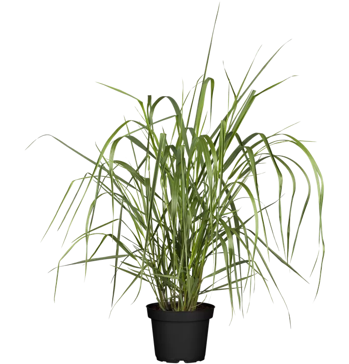 Panicum virgatum 'Warrior'