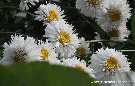 Großblumige Garten-Margerite 'Snehurka'