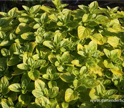 Origanum vulgare 'Thumbles'