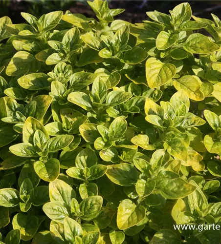 Origanum vulgare 'Thumbles'