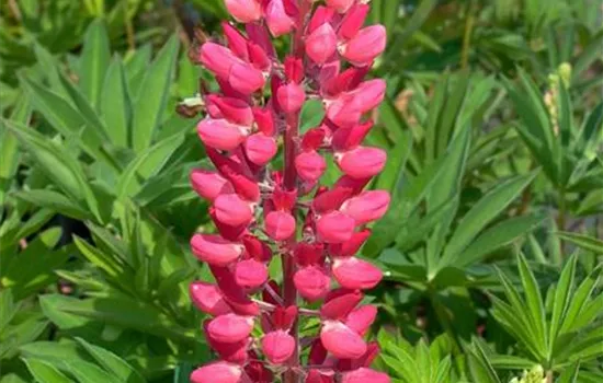 Garten-Lupine 'Edelknabe'