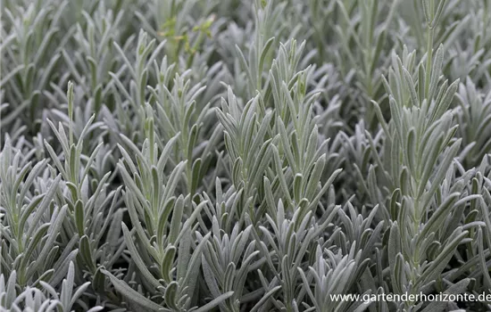 Echter Lavendel 'Silver Mist'