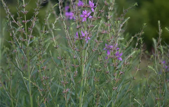 Ruten-Weiderich