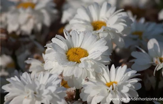 Großblumige Garten-Margerite 'Victorian Secret'