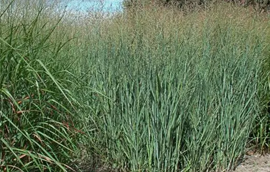 Garten-Ruten-Hirse 'Heavy Metal'