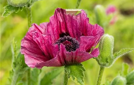 Orientalischer Mohn