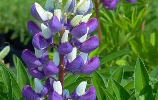 Garten-Lupine 'Kastellan'