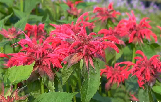 Garten-Indianernessel 'Gardenview Scarlet'