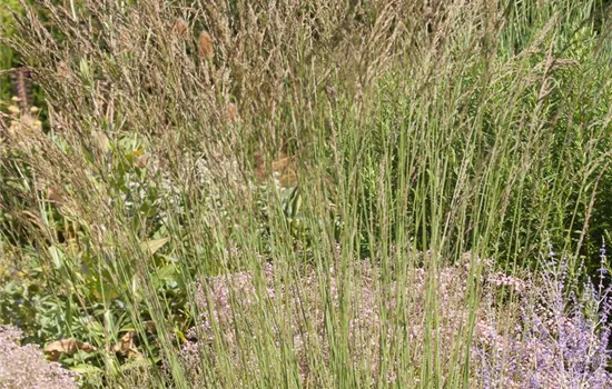 Kleines Garten-Pfeifengras 'Dauerstrahl'