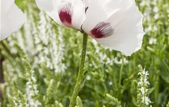 Orientalischer Garten-Mohn 'Checkers'