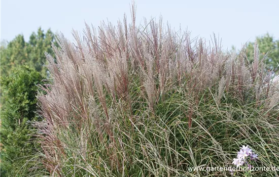 Garten-Chinaschilf 'Kleine Silberspinne'