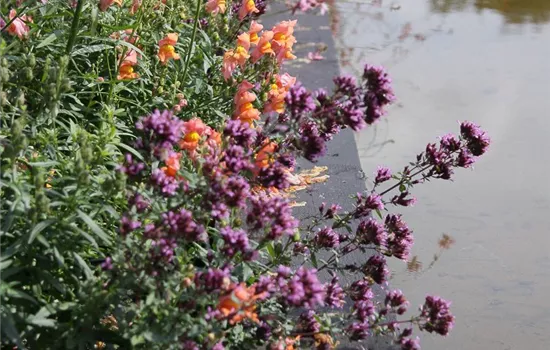 Garten-Blüten-Dost 'Herrenhausen'