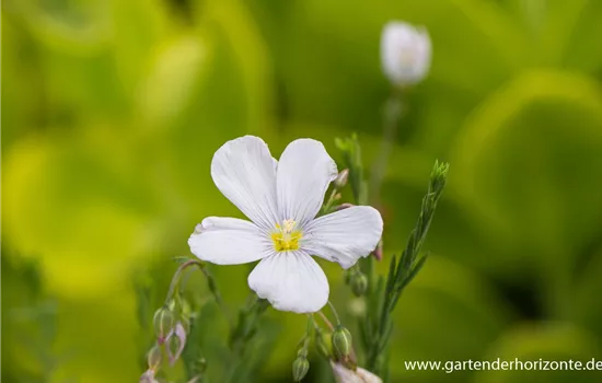 Garten-Lein 'Nanum Diamant'