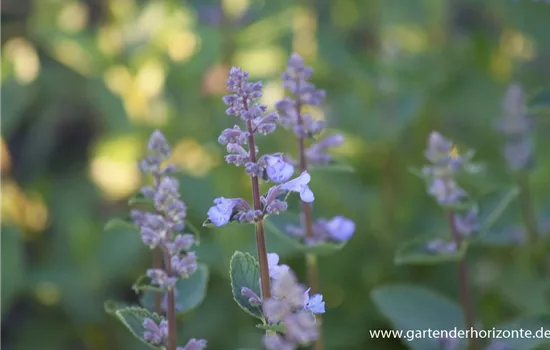 Großblütige Garten-Katzenminze 'Blue Danube'