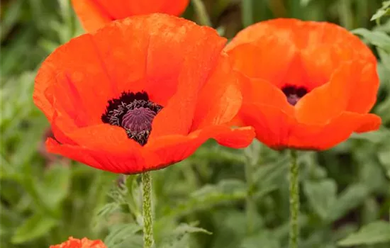 Orientalischer Mohn