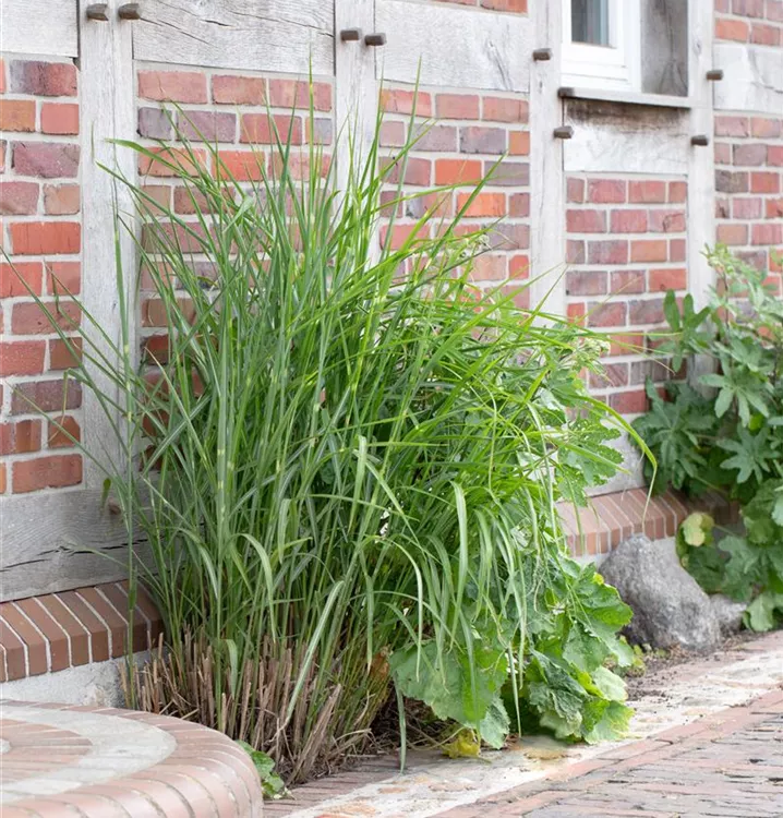 Miscanthus sinensis 'Little Zebra'®