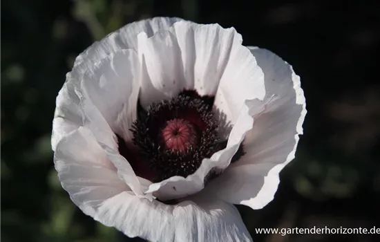 Orientalischer Mohn