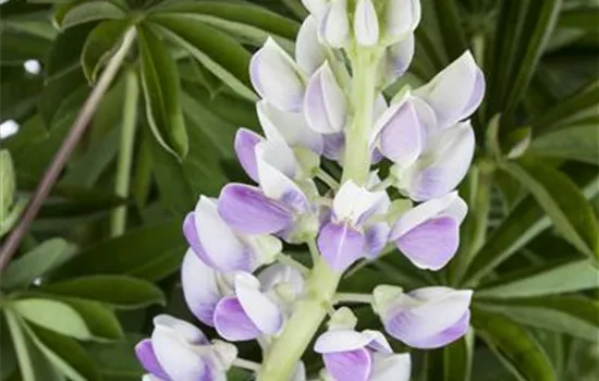 Garten-Lupine 'Nanus Gallery Blue Shades'