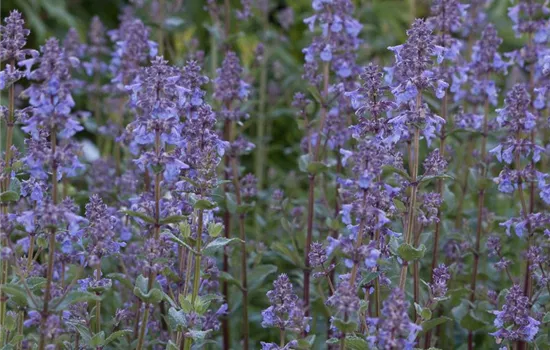 Großblütige Garten-Katzenminze