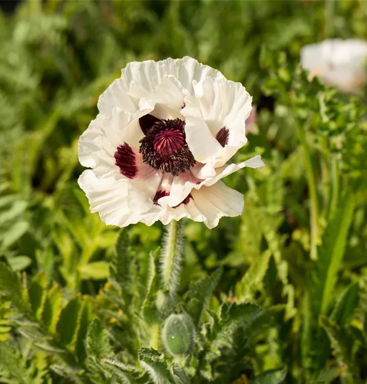 Papaver orientale 'Snow Goose' -R-