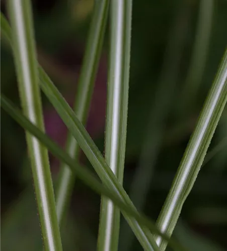 Garten-Chinaschilf 'Federweißer'