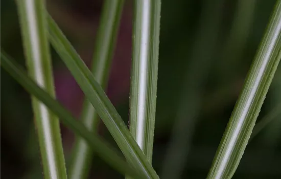 Garten-Chinaschilf 'Federweißer'