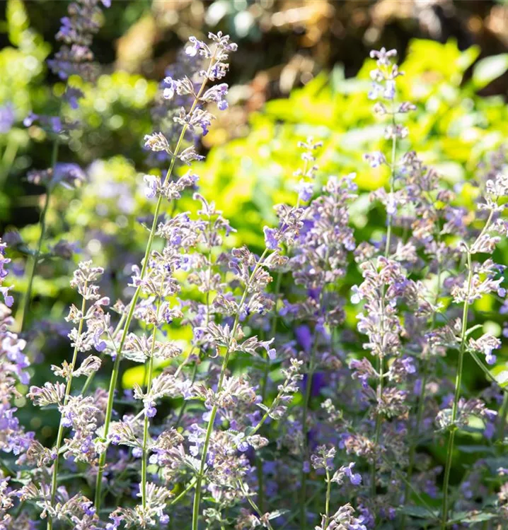 Nepeta grandiflora 'Dawn to Dusk'