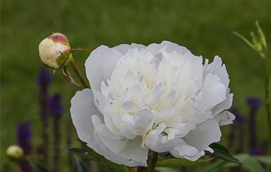 Garten-Pfingstrose 'Duchesse de Nemours'