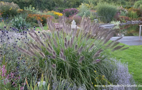 Garten-Federborstengras 'Red Head'