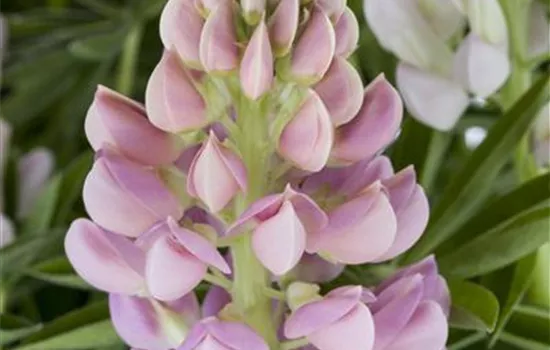 Garten-Lupine 'Nanus Gallery Pink'