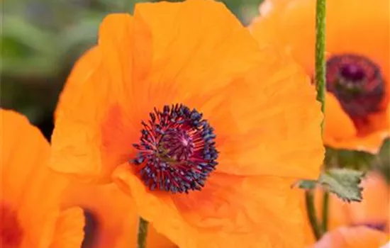 Orientalischer Garten-Mohn 'Harvest Moon'